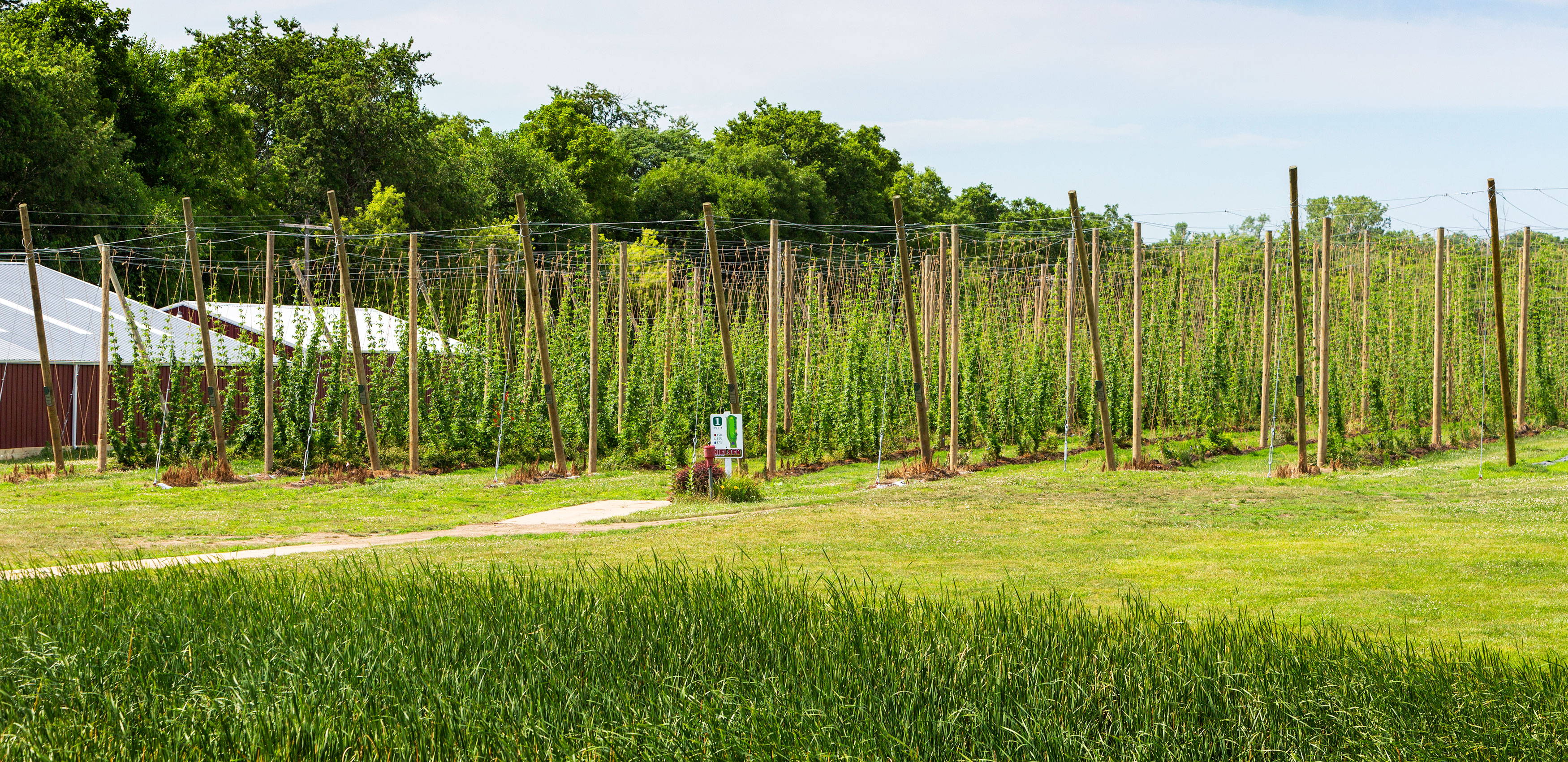 PLANNIN-NE-HOPS-SC8A1026